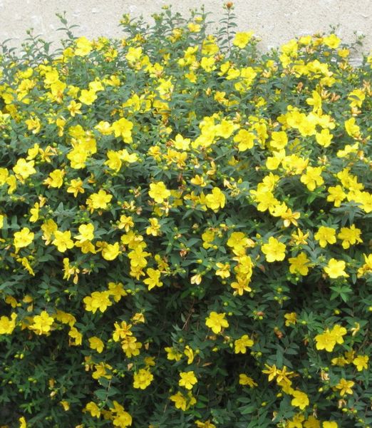 Hypericum inodorum 'Hidcote'